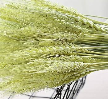 ドライフラワー素材❕スペルト小麦25本(^.^)自然栽培.:*:・'°☆ ドライフラワー素材❕スペルト小麦25本(^.^)自然栽培